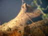 M0010982