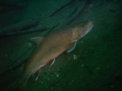 M0011159